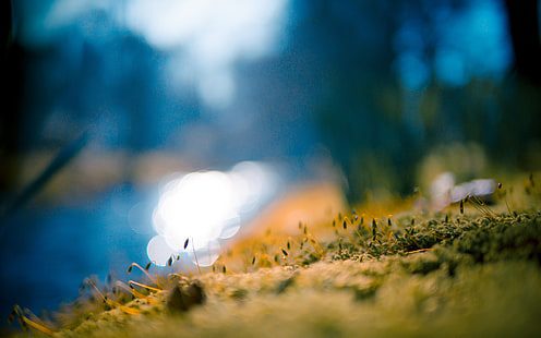moss macro blur hd wallpaper thumb, Order of Bards, Ovates & Druids.
