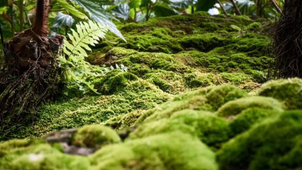 Moss on forest floor apr24, Order of Bards, Ovates & Druids.