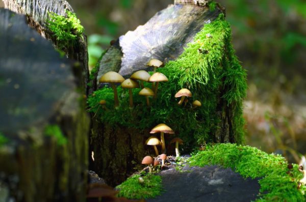 mushrooms logs, Order of Bards, Ovates & Druids.