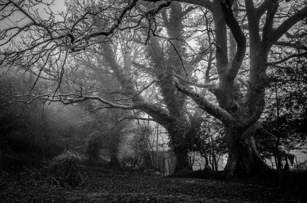 mystic 918502 960 720, Order of Bards, Ovates & Druids.