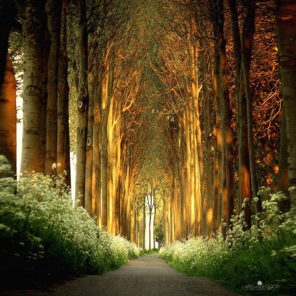 natural cathedral, Order of Bards, Ovates & Druids.