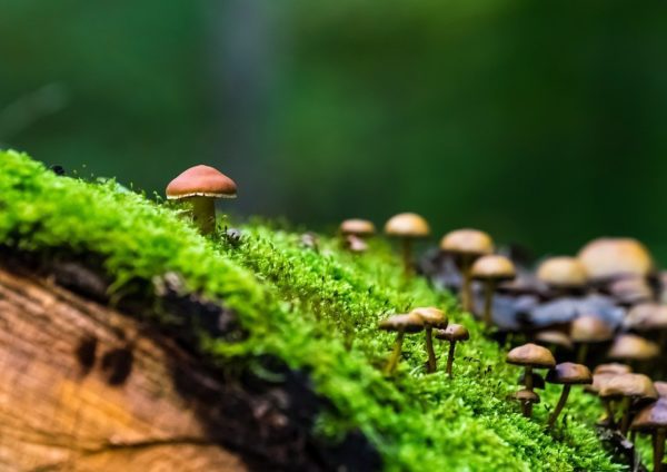 nature 2943774 960 720, Order of Bards, Ovates & Druids.