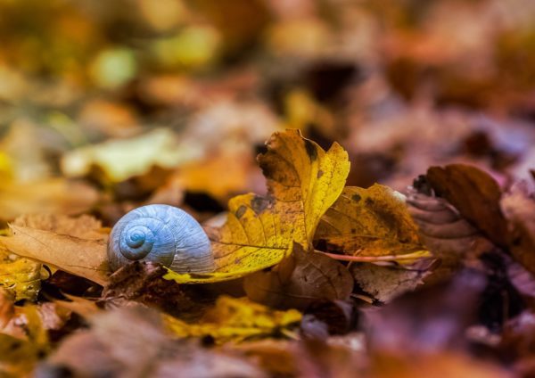 nature 2961054 1280, Order of Bards, Ovates & Druids.