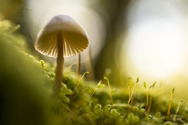 nature 768563 960 720, Order of Bards, Ovates & Druids.