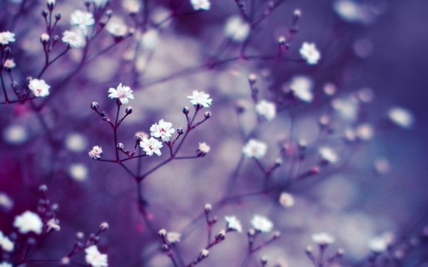 Nature Flowers Macro 2560x1600 1, Order of Bards, Ovates & Druids.