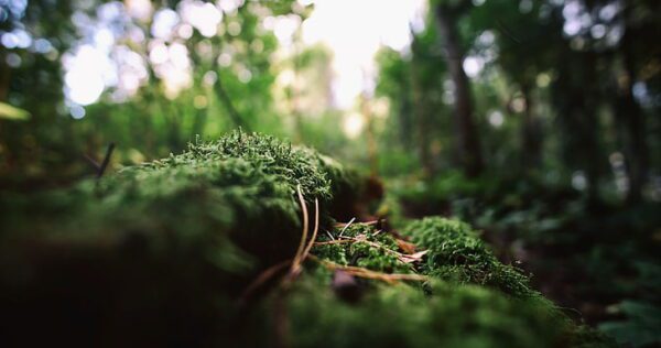 nature moss bokeh macro wallpaper preview, Order of Bards, Ovates & Druids.
