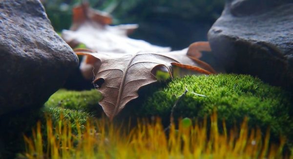 nature plants dry leaf, Order of Bards, Ovates & Druids.
