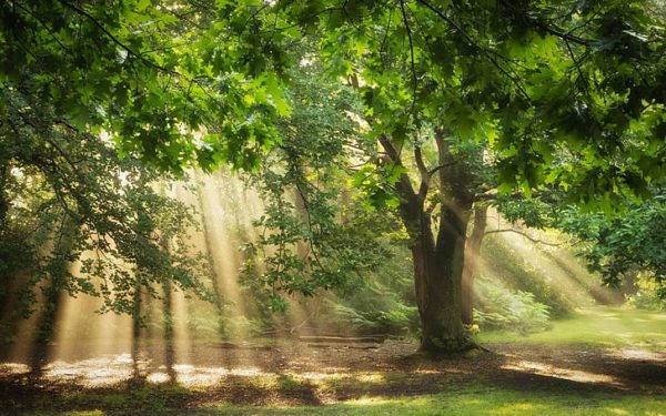 nature trees sunlight sun rays wallpaper preview, Order of Bards, Ovates & Druids.