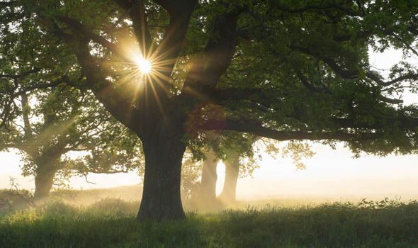 oak and sun, Order of Bards, Ovates & Druids.