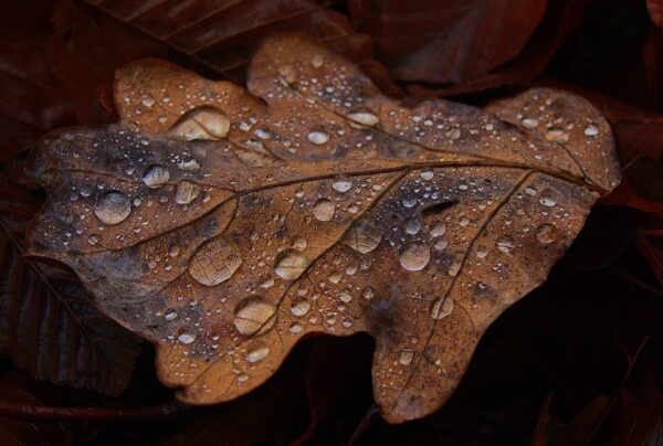 oak leaf 4609373 960 720, Order of Bards, Ovates & Druids.
