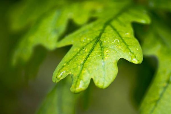 oak leaf, Order of Bards, Ovates & Druids.