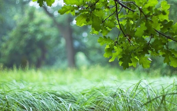 oak leaves blur, Order of Bards, Ovates & Druids.