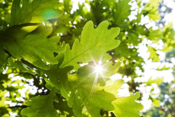 oak leaves sun rays, Order of Bards, Ovates & Druids.