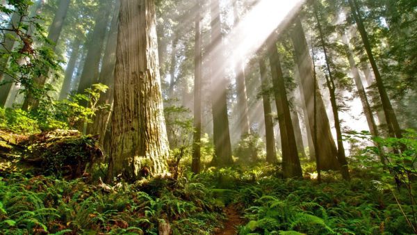 old forest, Order of Bards, Ovates & Druids.
