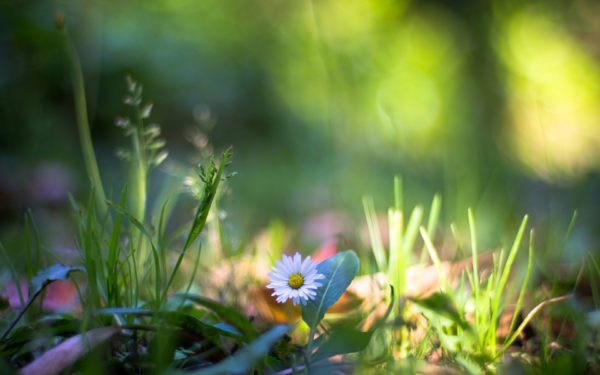 On the grass wildflowers macro photography 1920x1200, Order of Bards, Ovates & Druids.