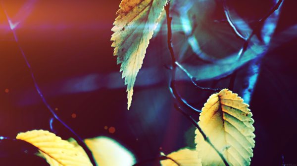 papers.co mm41 fall tree flower leaf sorrow flare 29 wallpaper, Order of Bards, Ovates & Druids.