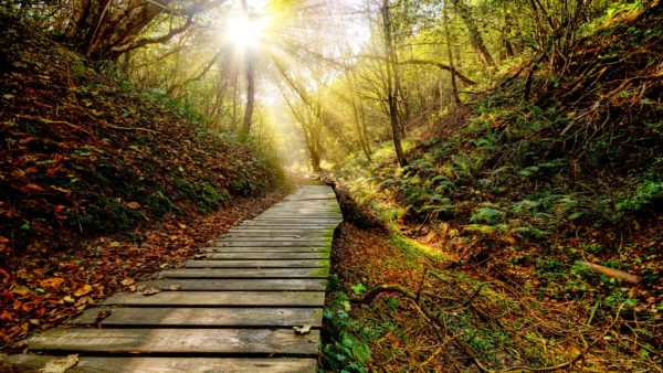 Park autumn path trees sun rays 3840x2160, Order of Bards, Ovates & Druids.