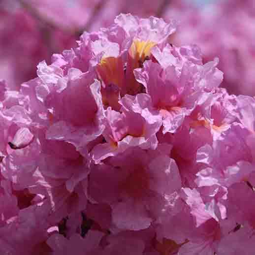 pau d arco tabebuia impetiginosa primary, Order of Bards, Ovates & Druids.