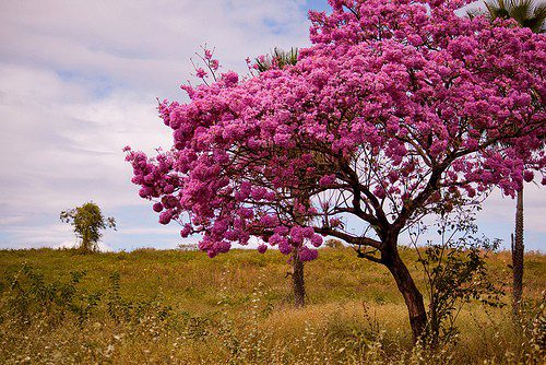 pau d arco tabebuia impetiginosa 2, Order of Bards, Ovates & Druids.
