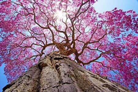 Pau DArco tree, Order of Bards, Ovates & Druids.