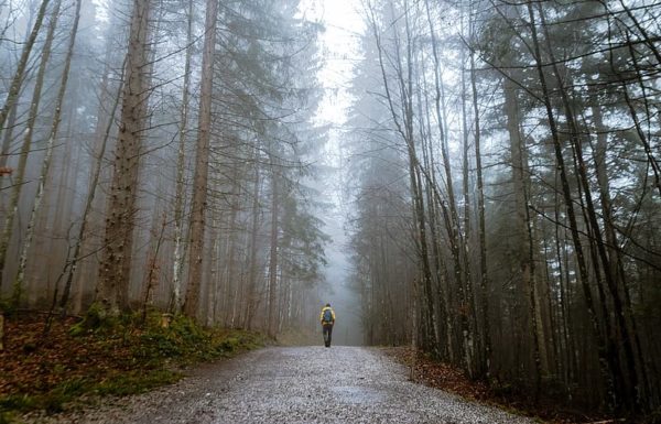 person walking on forest, Order of Bards, Ovates & Druids.
