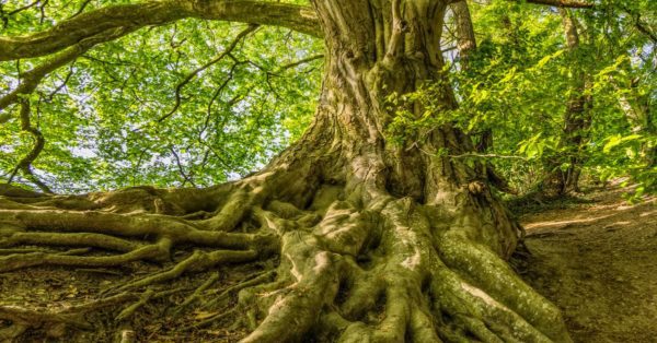 pexels photo 1080401, Order of Bards, Ovates & Druids.