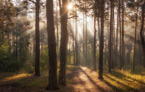 pine forest, Order of Bards, Ovates & Druids.