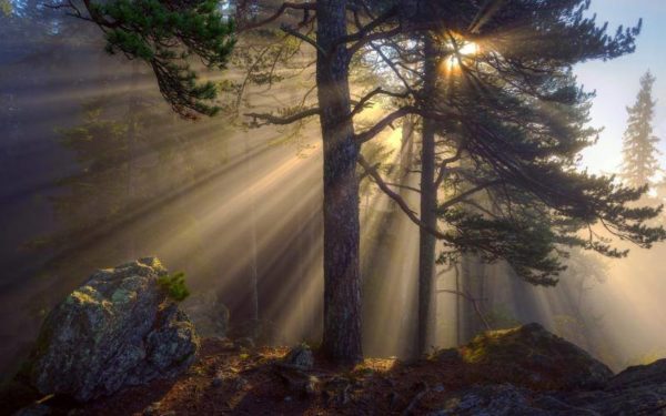 pine rays, Order of Bards, Ovates & Druids.