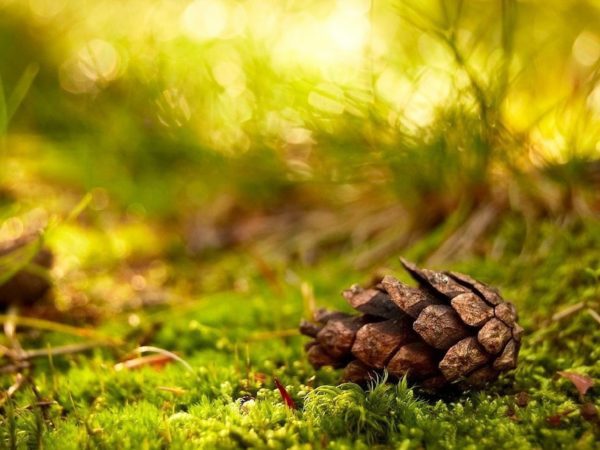 pinecone forest floor, Order of Bards, Ovates & Druids.
