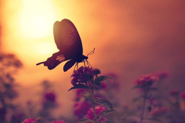 pinkbutterfly, Order of Bards, Ovates & Druids.