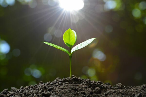 Plant Grow Seedling Sunshine, Order of Bards, Ovates & Druids.