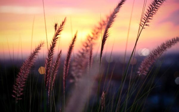 plant macro photography sunset grass leaves blur 2K wallpaper middle size, Order of Bards, Ovates & Druids.