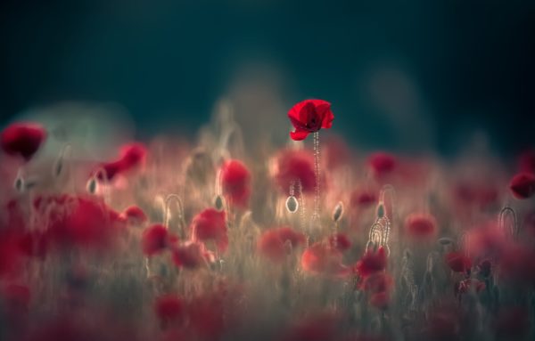 poppies blur, Order of Bards, Ovates & Druids.