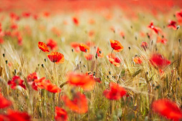 poppies corn, Order of Bards, Ovates & Druids.