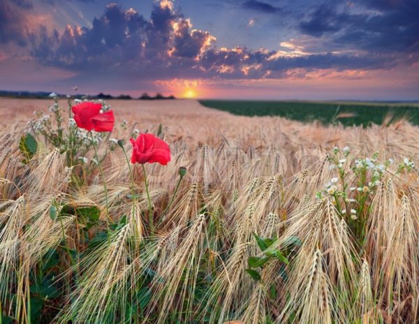 poppies wheat, Order of Bards, Ovates & Druids.