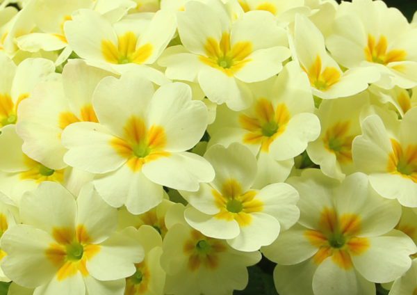primrose close up web2200px, Order of Bards, Ovates & Druids.