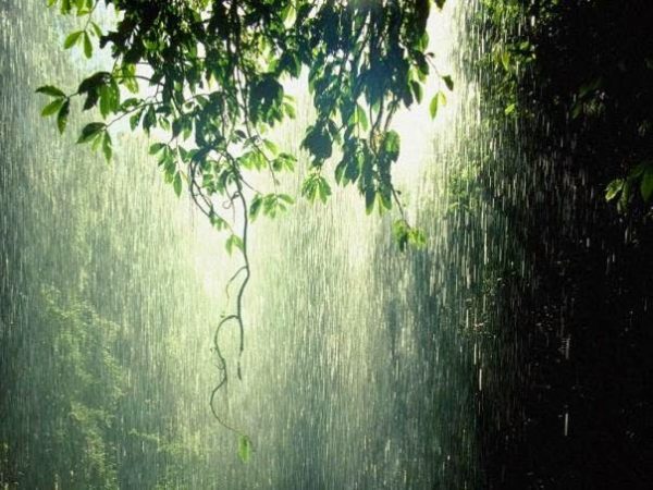 rain tree, Order of Bards, Ovates & Druids.