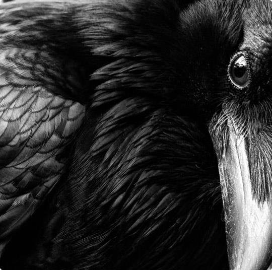raven 1, Order of Bards, Ovates & Druids.