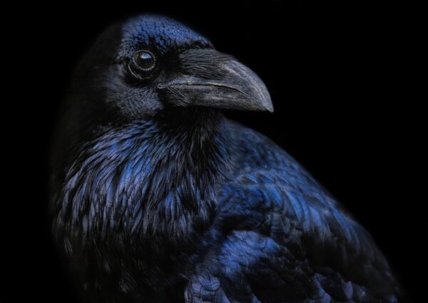 raven 7612415 1280, Order of Bards, Ovates & Druids.