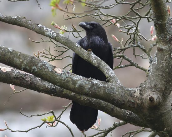 raven in spring, Order of Bards, Ovates & Druids.