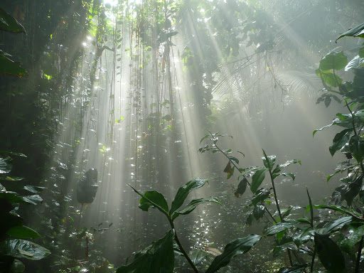 rays leaves, Order of Bards, Ovates & Druids.