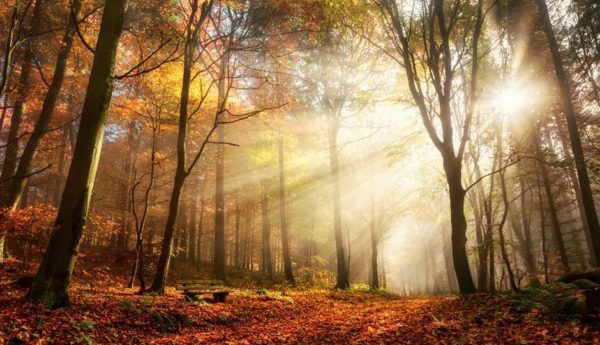 rays path, Order of Bards, Ovates & Druids.