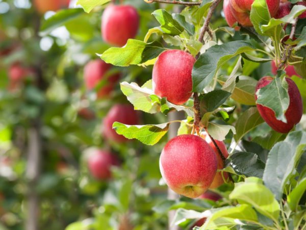 red apples, Order of Bards, Ovates & Druids.