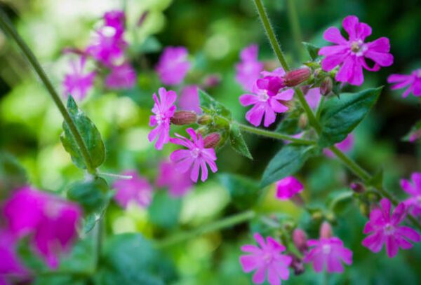 red campion, Order of Bards, Ovates & Druids.
