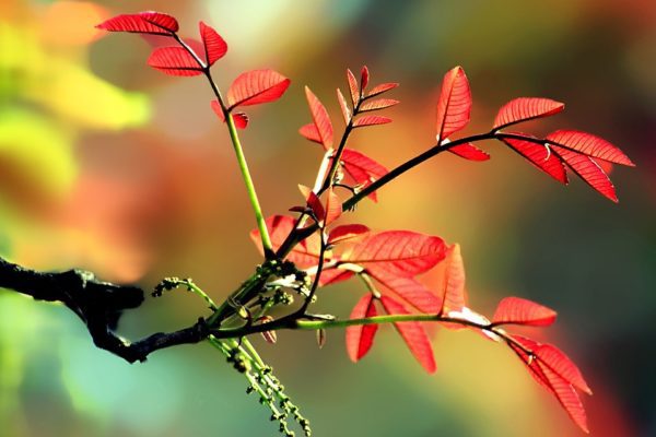 red leaf, Order of Bards, Ovates & Druids.