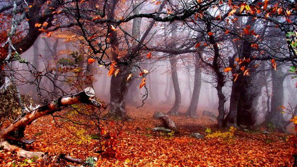 red misty woods, Order of Bards, Ovates & Druids.