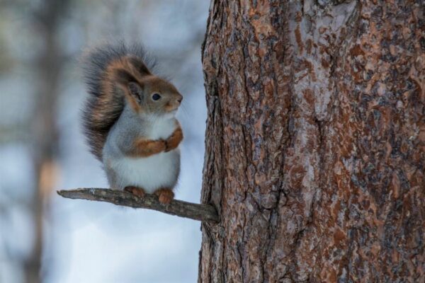 red squirrel winter coat, Order of Bards, Ovates & Druids.
