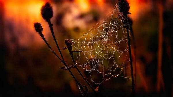 red web, Order of Bards, Ovates & Druids.