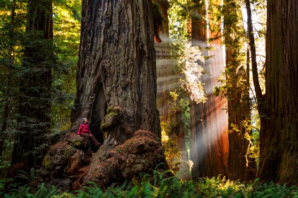 Redwood National Park, Order of Bards, Ovates & Druids.