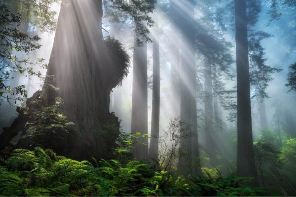 redwoods rays, Order of Bards, Ovates & Druids.